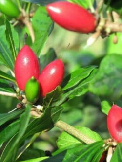 มิราเคิล (Miracle) / 10 เม็ด