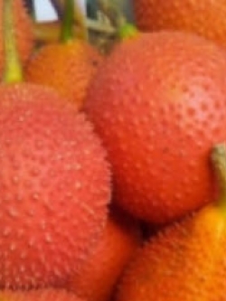 ฟักข้าว (Gac) / 50 เม็ด (ไทย)