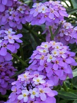 แคนดี้ทัฟท์ (Candytuft) สีม่วง / 100 เม็ด