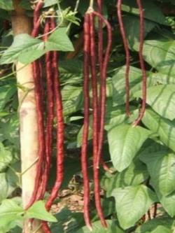 ถั่วฝักยาว พันธุ์น่าน 1 / 50 เม็ด