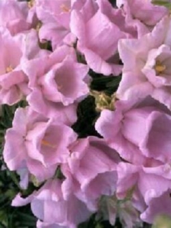 ดอกระฆัง หรือแคมพานูล่า (Campanula) ซ้อน สีชมพู / 50 เม็ด (นอก)