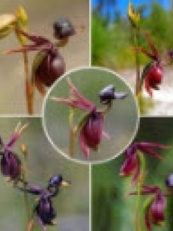 กล้วยไม้ Flying Duck / 10 เม็ด (China)