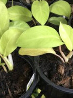 ต้นฟิโลทอง (Golden Philo) กระถาง 6 นิ้ว