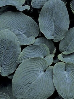 ฮอสต้า ไจแอนท์ บลู (Giant Blue Hosta) / 25 เม็ด (USA)*