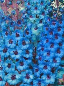 ฮอลลี่ฮอค (Hollyhock) สีฟ้า / 100 เม็ด