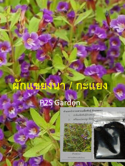 ผักแขยง ผักแขยงนา กะแยงแดง กะแยง กะออม ผักพา / ซองใหญ่ 15,000 เม็ด (ขายส่ง)