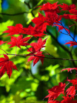 เมเปิลญี่ปุ่น (Japanese maple / Acer Palmatum) สีแดง / 20 เม็ด (France) *