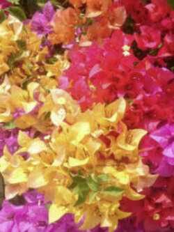 เฟื่องฟ้า (Bougainvillea) คละ / 50 เม็ด (China)