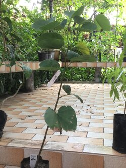 ต้นชงโค ดอกสีแดง สูง 50-70 ซม. / ต้น