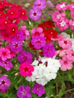 ฟลอกซ์ (Phlox Cecily) พันธุ์เตี้ย คละ / 300 เม็ด (UK)