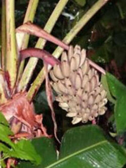 กล้วยป่า (Wild banana) / 5 เม็ด (USA)