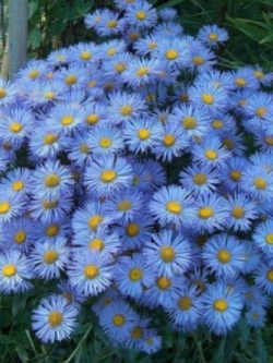 เดซี่หิมาลัย (Erigeron) สีฟ้า-ม่วง / 0.2 กรัม (Ukraine)