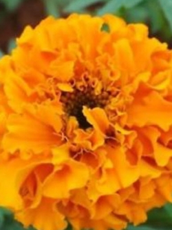 ดาวเรือง สีส้ม (Orange Aztec Marigold) / ซอง 40 เม็ด (A004)