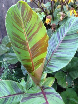 กล้วยหิมาลัย (Himalayan banana - Red Tiger) / เม็ด (USA)