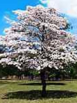 ศรีตรัง (Jacaranda mimosifolia) สีขาว / 5 เม็ด (Brazil)