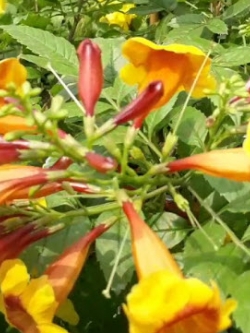 ต้นทองอุไร มิคกี้เม้าส์ สูง 20-30 ซ.ม. / ต้น