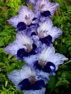 แกลดิโอลัส (Gladiolus) สีขาว-น้ำเงิน / 100 เม็ด