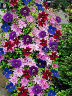 เคล็มแมททิส (Clematis) คละสี / 50 เม็ด