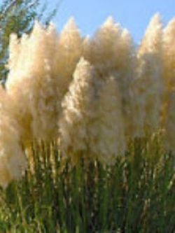 หญ้าภูเขา (Pampas grass) สีขาว / 200 เม็ด (UK)*
