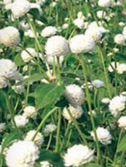 บานไม่รู้โรย (Globe Amaranth) สีขาว / 100 เม็ด (ไทย)