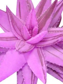 ว่านหางจระเข้ สีชมพู / 100 เม็ด