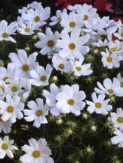 ดาวกระจาย เพียวริตี้ (Cosmos - Purity) / 50 เม็ด (UK)