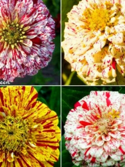 บานชื่น (Zinnia Dahlia - Peppermint Stick) / 340 เม็ด (UK)