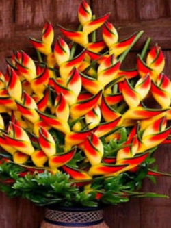 เฮลิโคเนีย (Heliconia) เหลือง-แดง / 50 เม็ด