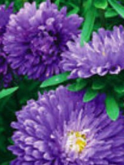 แอสเตอร์ (Aster) สีฟ้า / ซอง 50 เม็ด (A059)