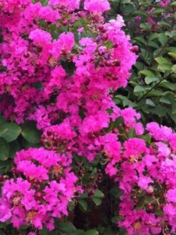 ต้นยี่เข่ง สีชมพู ถุงดำ สูง 60-70 ซ.ม. / ต้น