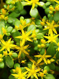 ซีดัม ไลแนร์ (Sedum Lineare) / ซอง 50 เม็ด (A201)