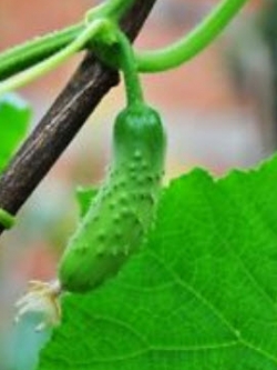 แตงกวาญี่ปุ่น (Japanese cucumber) / 15 เม็ด