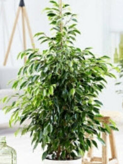 ไทรใบแหลม - ทไวไลท์ (Ficus Benjamina) / 10 เม็ด