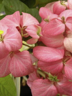 ต้นดอนญ่าควีนสิริกิติ์ สูง 40-50 ซ.ม. / ต้น