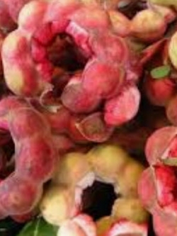 มะขามเทศ (Manila tamarind) สีชมพู / 30 เม็ด (ไทย)