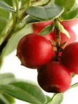 แครนเบอร์รี่ (Cranberry) / 100 เม็ด (นอก)