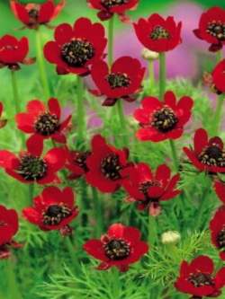 อโดนิส (Adonis) สีแดง / 450 เม็ด (UK)