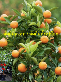 ต้นส้ม คัมควอท Kumquat ส้มกินทั้งเปลือก สูง 40-50 ซ.ม. ส้มกิมจ๊อ