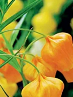 แซนเดอโซเนีย (Sandersonia) / 10 เม็ด