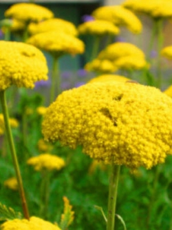 ยาร์โรว์ Cloth of Gold / 3,100 เม็ด (UK)*