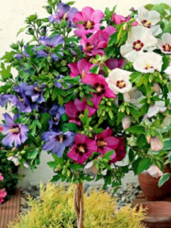 โรส ออฟ ชารอน (Rose of Sharon / Hibicus Syriacus) คละ / 50 เม็ด (UK)