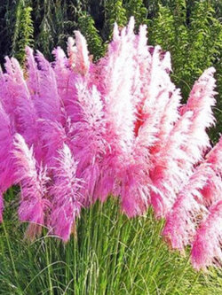 หญ้าภูเขา (Pampas Grass) สีชมพู / 100 เม็ด (UK)
