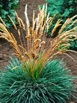หญ้าบลูแฮร์ (Blue Hair Grass) / 300 เม็ด (UK)