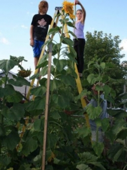 ทานตะวันยักษ์ (Giant Sunflower - Skyscraper) / 10 เม็ด (Serbia)