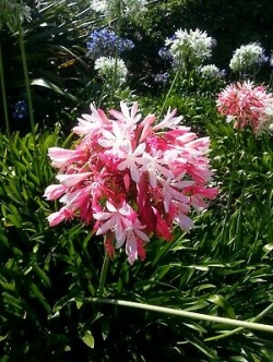 อะกาแพนธัส หรือแอฟริกัน ลิลี่ ชมพู / 10 เม็ด