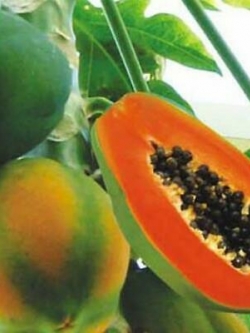 มะละกอ Coorg Honeydew / 10 เม็ด (Portugal)