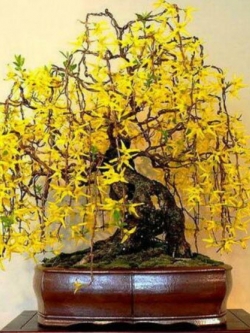 เหลี่ยงเคี้ยว (Weeping Forsythia) บอนไซ / 25 เม็ด (France)