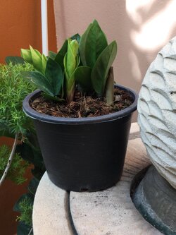 ต้นกวักมรกตแคระ กระถาง 6 นิ้ว / ต้น (A)