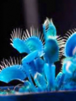 กาบหอยแครงยักษ์ (Giant Blue Flytrap) สีฟ้า / 100 เม็ด (นอก)