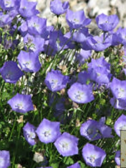 ทัสซ็อค เบลฟลาวเวอร์ (Tussock Bellflower) สีม่วง / 5,400 เม็ด (UK)